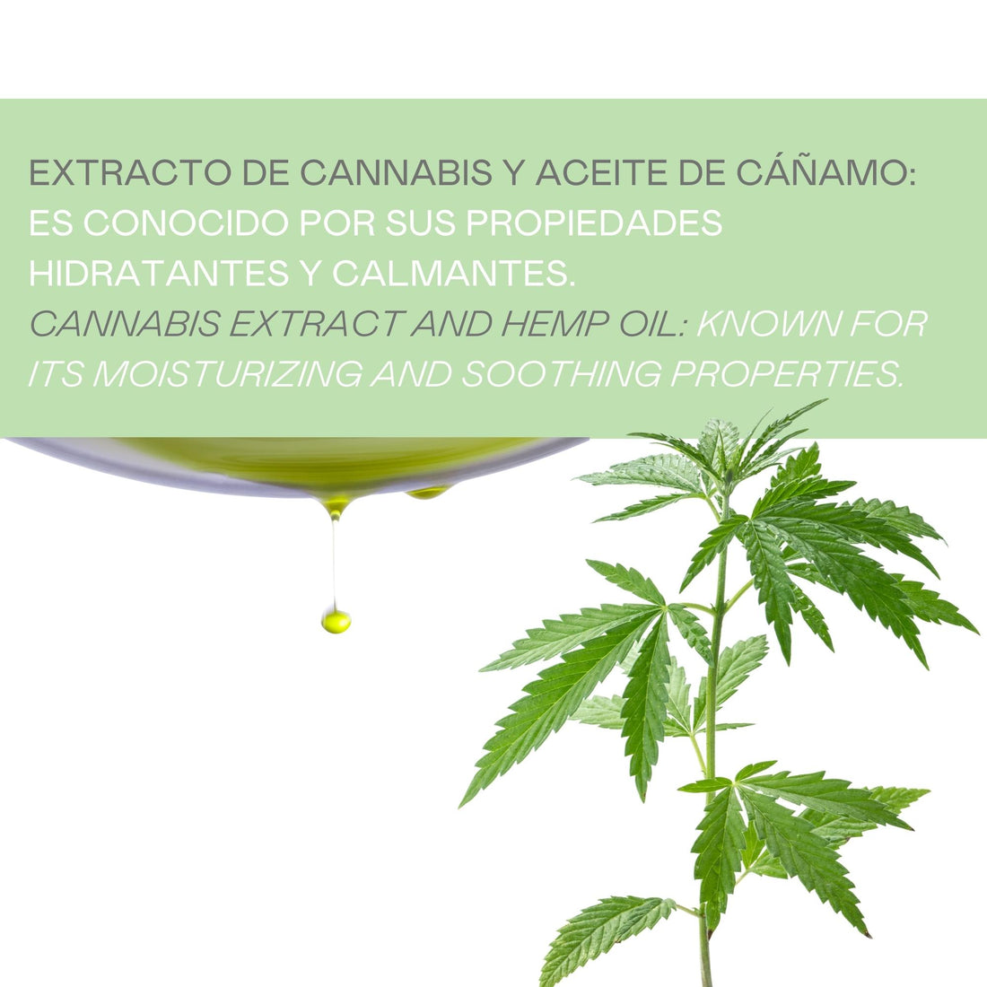 Champú sólido Hemp (extracto de cannabis y aceite de cáñamo) - 50 G